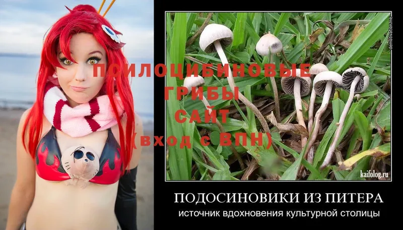 Псилоцибиновые грибы Magic Shrooms  что такое   blacksprut зеркало  Иннополис 